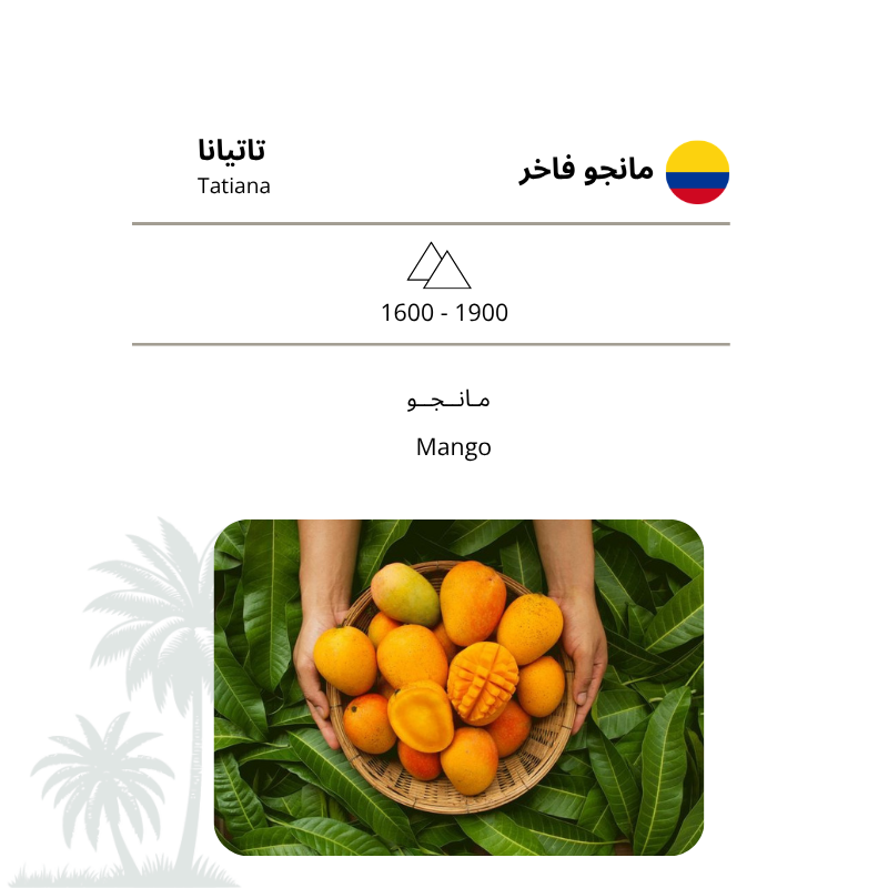 V60 مانجو